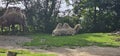 Bactrian camels (Camelus bactrianus) in a zoo and animal park Royalty Free Stock Photo