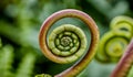 Fiddlehead Fern Unfurls: Tightly Coiled Petals in Nature\'s Dance. Flower Background