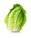 Nature\'s Treasure: Fresh Baby Cos Romaine Lettuce on a Clean White Canvas