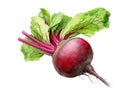 Red Beetroot Power: Nutrient-Rich Goodness Isolated on White