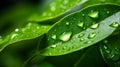Discover the reflective beauty of water droplets on leaf with blurred background and space for text Royalty Free Stock Photo