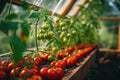 Discover a serene retreat inside the greenhouse, dedicated to nurturing a variety of plump, juicy tomatoes