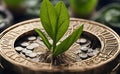 Green plant growing out of coins. Concept of saving money and investment.