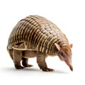 Portrait of an armadillo isolated on a white background.