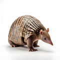Portrait of an armadillo isolated on a white background.