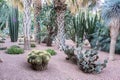 Discover the unique and fascinating world of cacti in this botanical garden