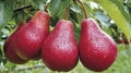 Discover the vibrant allure of ruby red pears hanging gracefully from their branches, a symphony of colors and textures that Royalty Free Stock Photo