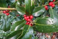 Discover the Vibrant Beauty of Red Berries on a Green Holly Bush, Captured in Stunning Detail with a Close-up View of the Fruits