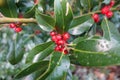 Discover the Vibrant Beauty of Red Berries on a Green Holly Bush, Captured in Stunning Detail with a Close-up View of the Fruits