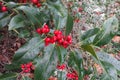 Discover the Vibrant Beauty of Red Berries on a Green Holly Bush, Captured in Stunning Detail with a Close-up View of the Fruits