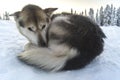 Sled dogs are the best