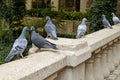 Line Dancing Pigeons on bridge railing in San Antonio Royalty Free Stock Photo