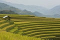 Discovery and tourist at rice terraces heritage in Laocai province, vietnam part 19 Royalty Free Stock Photo