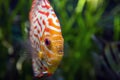 Discus in an aquarium on a green background Royalty Free Stock Photo