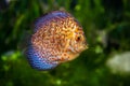 Discus in an aquarium on a green background Royalty Free Stock Photo