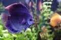 Discus blu Royalty Free Stock Photo