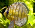 Discus fish 1