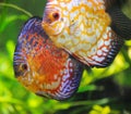 Discus fish Royalty Free Stock Photo