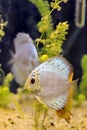 Discus fish Royalty Free Stock Photo