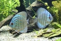 Discus Fish