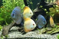 Discus Fish Royalty Free Stock Photo