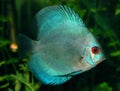 Discus fish