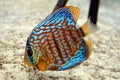 Discus fish in aquarium Royalty Free Stock Photo