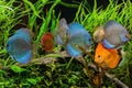 Discus fish in aquarium, tropical fish.