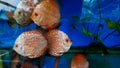 discus fish in aquarium, tropical fish. Symphysodon discus from Amazon river. Blue diamond, snakeskin, red turquoise and more Royalty Free Stock Photo