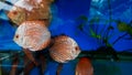 discus fish in aquarium, tropical fish. Symphysodon discus from Amazon river. Blue diamond, snakeskin, red turquoise and more Royalty Free Stock Photo