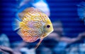 discus fish in aquarium, tropical fish. Symphysodon discus from Amazon river. Blue diamond, snakeskin, red turquoise and more Royalty Free Stock Photo