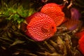 Discus fish in aquarium, tropical fish in aquarium. Symphysodon discus from Amazon river. Blue diamond, snakeskin,