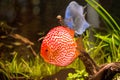 Discus fish in aquarium, tropical fish in aquarium. Symphysodon discus from Amazon river. Blue diamond, snakeskin,