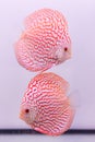 Discus fish on a white background