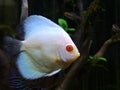 Discus fish in aquascape. Interior decoration. Underwater.