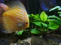 Discus fish in aquascape. Interior decoration. Underwater.