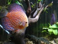 Discus fish in aquascape. Interior decoration. Underwater.