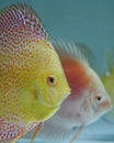 Discus Fish