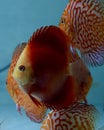 Discus Fish