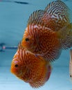 Discus Fish