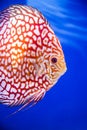 Discus fish , Checkorboard turquoise close-up body