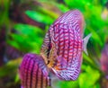 Discus fish in closeup with colorful red, black and white colors, a tropical aquarium pet from the Amazon basin Royalty Free Stock Photo