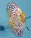 Discus Fish