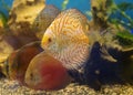 Discus fish