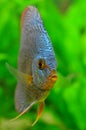 Discus fish eye Royalty Free Stock Photo