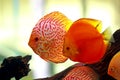 Discus fish in freshwater aquarium Royalty Free Stock Photo