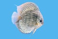Discus Fish,Golden Turquoise Royalty Free Stock Photo