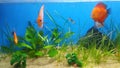 discus fish with hardy aquarium plant Royalty Free Stock Photo