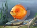 Discus fish illustration Royalty Free Stock Photo