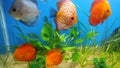 discus fish in indian aquarium Royalty Free Stock Photo